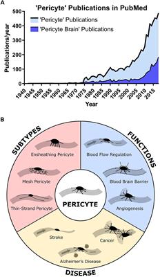 Pericytes and Neurovascular Function in the Healthy and Diseased Brain